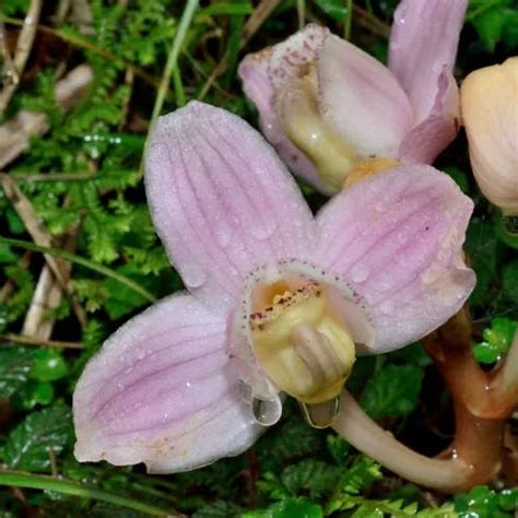 鍾馗蘭|【鍾馗蘭 (ショウキラン)のまとめ！】育て方や花言葉。